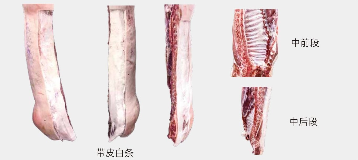 皮条类 · 带皮白条、中前段、中后段